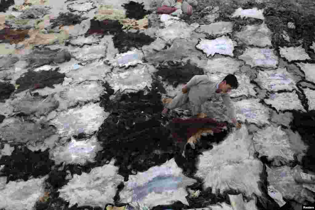 An Afghan worker dries animal skins at a traditional factory in Mazar-e Sharif. (Reuters/Anil Usyan)