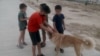 Власти Ашхабада привлекают детей к поимке животных и оказывают давление на активистов