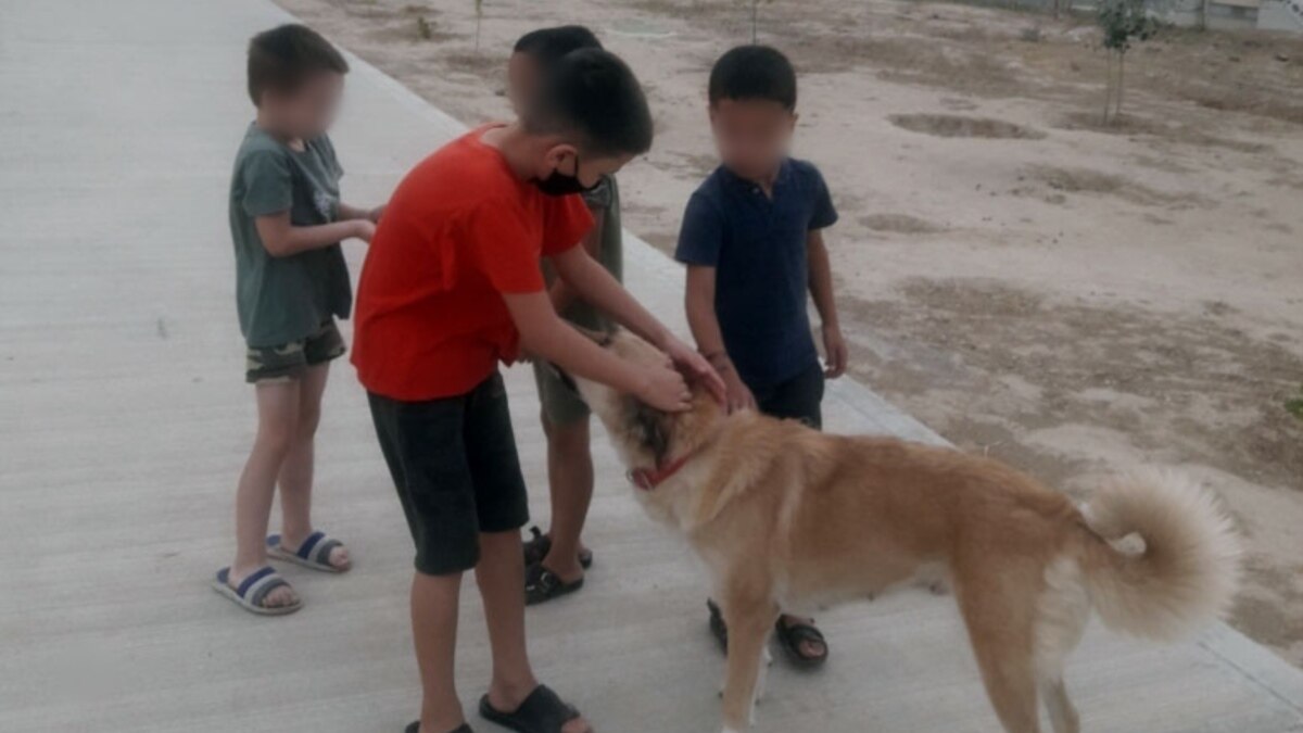 В Туркменистане снова убивают собак, граждане предупреждают друг друга  через соцсети