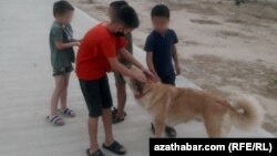 Animal rights defenders say children have been hired to locate, catch, and kill the animals or bring them to a hangar in Ashgabat's outskirts. (illustrative photo)