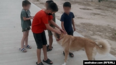 Turkmen Authorities Hire Children To Help Cull Stray Dogs, Cats