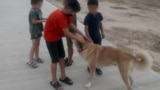City officials have even offered children small amounts of money to round up and cull strays using poisoned sausages or bread. 