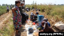 Түркістан облысы Мақтаарал ауданында мақта теріп жүрген өзбекстандық жұмысшылар.