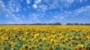 Ілюстративне фото: Соняшник – одна з найпопулярніших аграрних культур в Україні