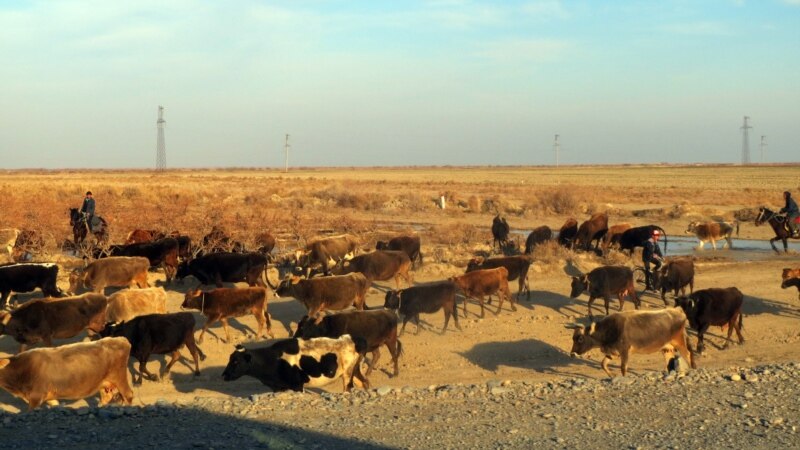 Türkmenistan Russiýadan süýt-gatyk önümlerini eksport edýär