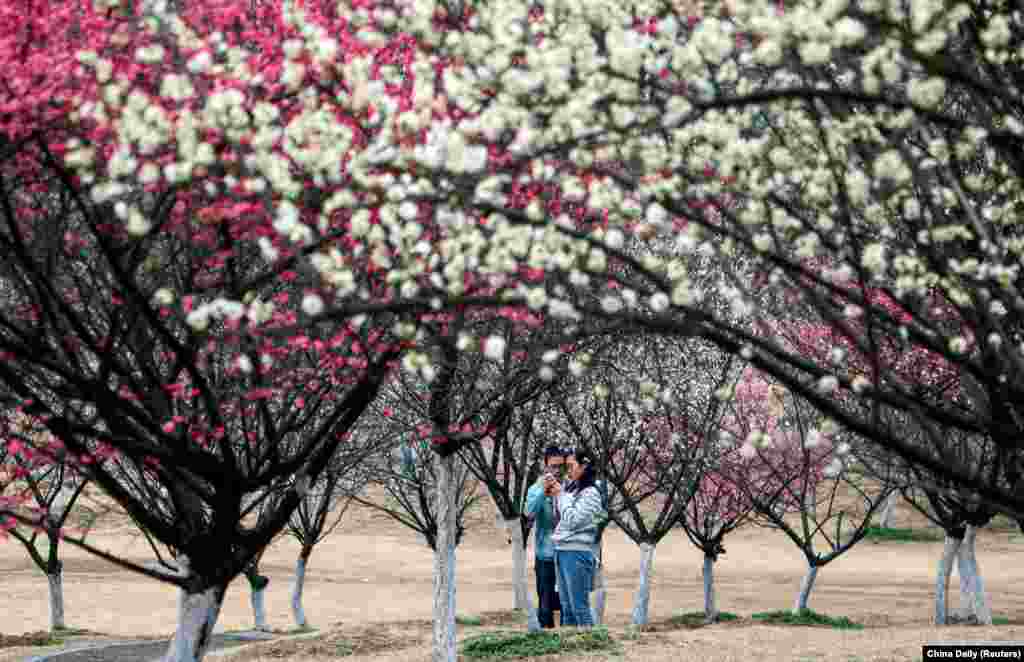 Students stand among plum blossoms in Zhenjiang, Jiangsu Province, China. (China Daily/via Reuters)