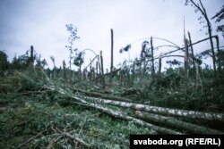 На пад’езьдзе да Прылукаў вялікі кавалак лесу быццам бы высечаны