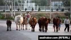 Маленькие дети пасут скот вокруг детского лагеря отдыха. Чули, Туркменистан 