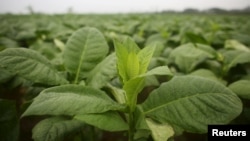 Tobacco plants require large amounts chemicals such as insecticides, herbicides, fungicides, and fumigants to control pest or disease outbreaks.