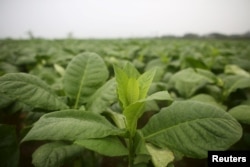 Pentru a face loc culturilor de tutun, deseori este necesară defrișarea unor zone împădurite.