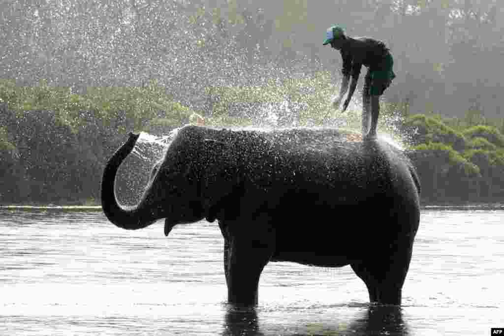 A Nepalese mahout gives his elephant a morning bath at Sauraha in Chitwan, some 150 kilometers southwest of Kathmandu, during the Chitwan Elephant Festival. (AFP/Prakash Mathema)