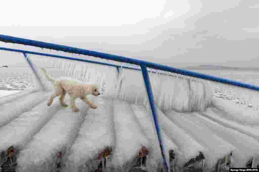 A dog walks on icy stairs normally used by bathers to enter and leave the water on the shore of Lake Balaton in Fonyod, 148 kilometers southwest of Budapest. (epa-EFE/Gyorgy Varga)