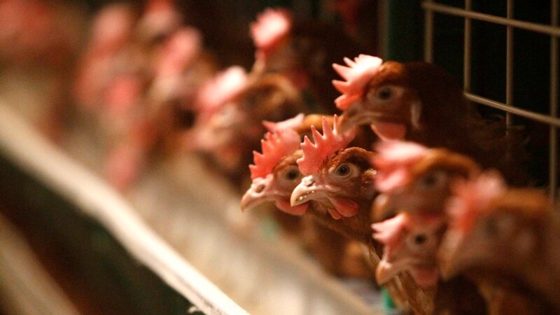 В Чувашии просят закрыть Чебоксарскую и Лапсарскую птицефабрики