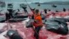 Inhabitants of the Faroe Islands&nbsp;catch and slaughter pilot whales during the traditional &quot;Grindadrap&quot; (whale hunting). (Reuters/Andrija Ilic)&nbsp;