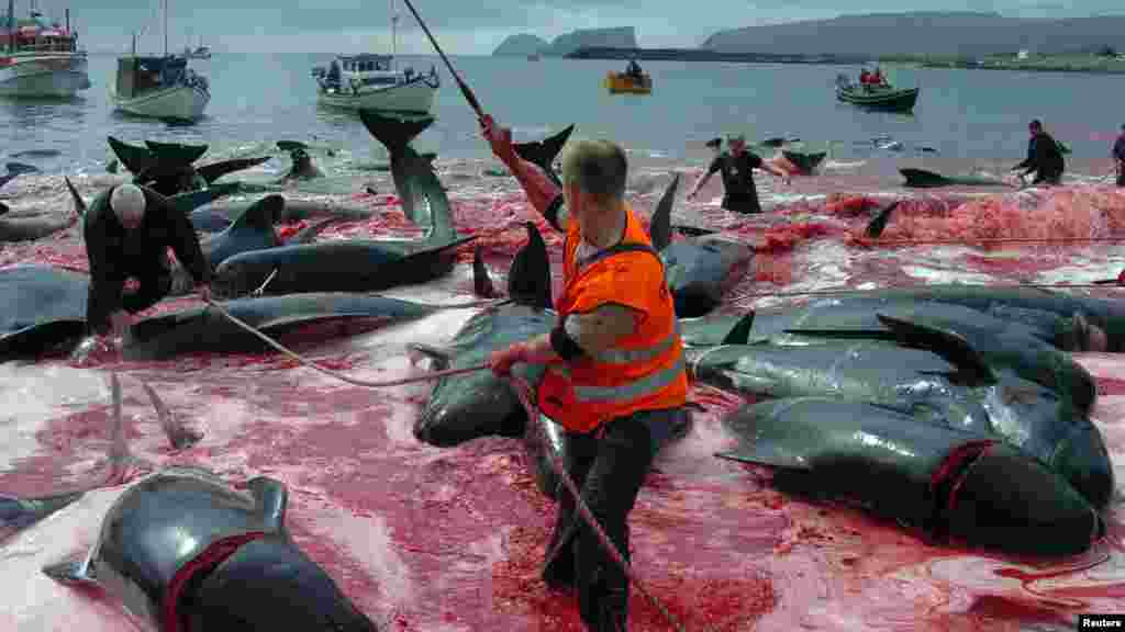 Inhabitants of the Faroe Islands&nbsp;catch and slaughter pilot whales during the traditional &quot;Grindadrap&quot; (whale hunting). (Reuters/Andrija Ilic)&nbsp;