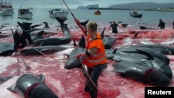 Традиционная китовая охота на Фарерских островах