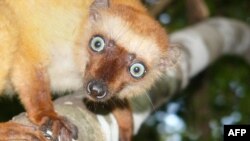 A female blue-eyed black lemur, a critically endangered primate of Madagascar.