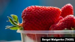 BAKHCHISARAI, UKRAINE - Strawberries of the Clery type, harvested by hand in the greenhouses in the village of Kholmovka, 13Apr2020