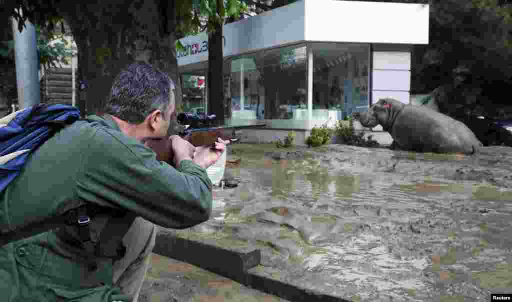 A man shoots a tranquilizer dart to put a hippopotamus to sleep on a flooded street in Tbilisi following a deadly flash flood. Animals from the city's zoo, including tigers, lions, bears, and wolves escaped from cages damaged by the rainfall. Some were captured or killed while the search for others goes on. (Reuters/Beso Gulashvili)(Re