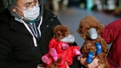 Vlasnik i psi sa zaštitnim maskama u Šangaju,Kina, 16 februar 2020.