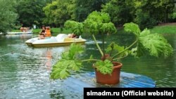 Плаваючі клумби в ставку парку імені Гагаріна 
