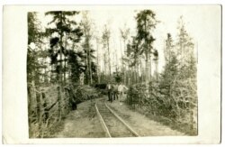 Вузкакалейка да перадавой пазыцыі ў лесе каля Мажэек, 1916 год