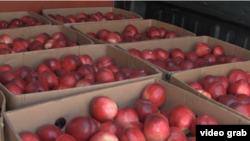 В этом году экспорт персиков увеличился в сравнении с прошлым сезоном более чем в 18 раз