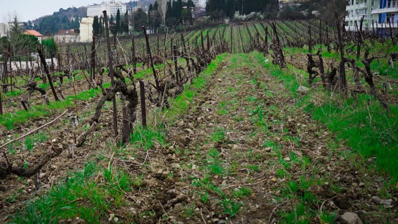В «Массандре» планируют заложить 600 гектаров виноградников в 2020 году