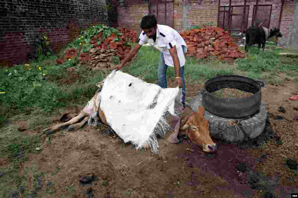 An Indian villager covers the body of a cow allegedly killed by Pakistani fire, in the village of Arnia, 45 kilometers from Jammu.