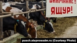 Heyvanlarda SAT1 ştammı aşkarlanıb. Çin istehsalı vaksinlər bu ştamma təsir göstərmir.