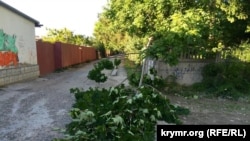 Упавшее часть дерева из-за сильного ветра в Симферополе, архивное фото
