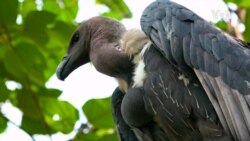 Saving Pakistan's Rare Vultures Egg By Egg