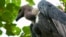 vultures grab