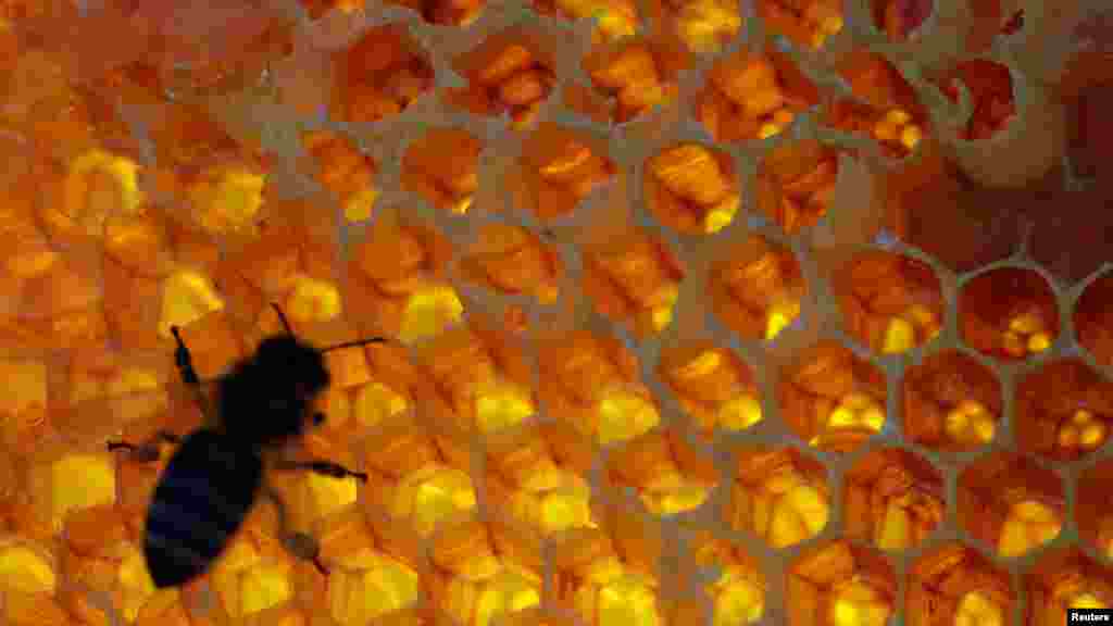 Фактически мед – это переработанный пчелами нектар растений
