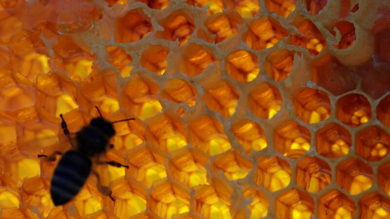 В России из-за химикатов погибли 20 миллионов пчел
