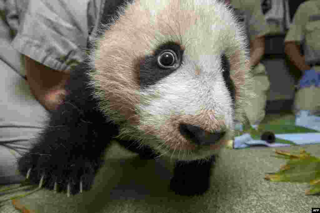 As Xiao Liwu gains strength in his legs, the curious 18-week-old giant panda cub at the San Diego Zoo is exploring more, even getting near the camera for an up-close view of his black-and-white markings. Only 1,600 giant pandas are believed to exist in the wild. The species is primarily threatened by habitat loss. (AFP/San Diego Zoo/Ken Bohn)