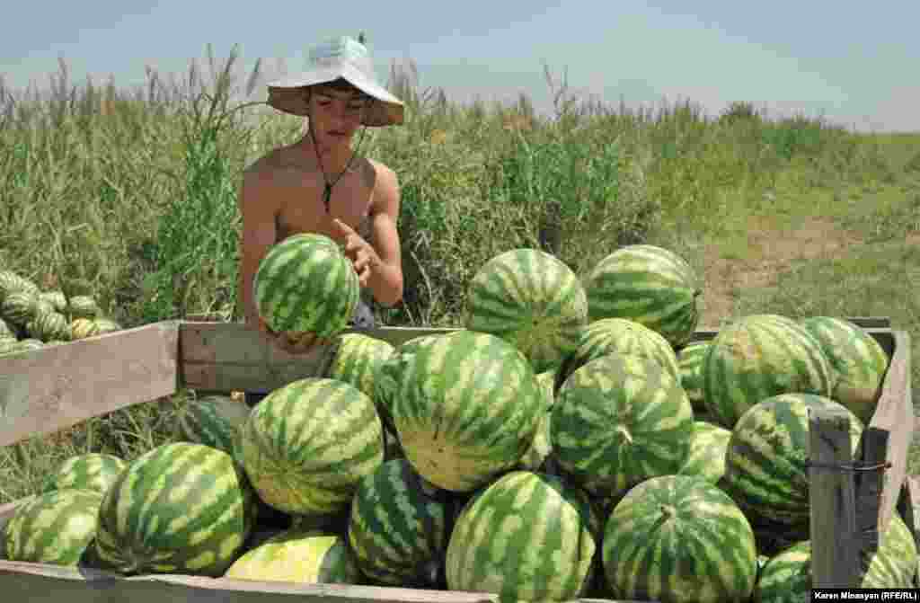 Armenia -- Watermelon harvest in Ararat region, 14Aug2012