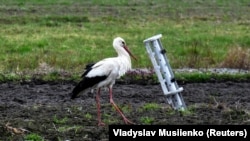 Багато полів залишаються замінованими