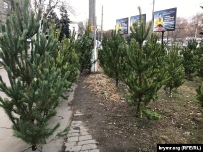 Закупка Новогодних Елок Закупка Новогодних Елок