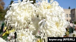 «Королева» балу хризантем сорту «Ермітаж»