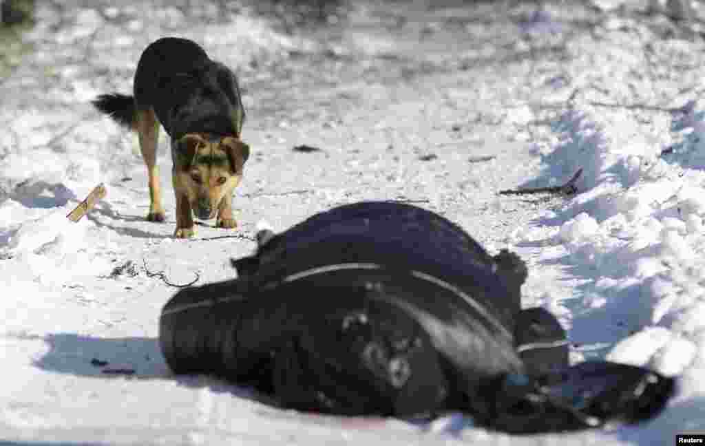 A dog looks at the body of Vladimir Churilov, who was killed by shelling while out on a walk in the Azotny district of Donetsk in December.