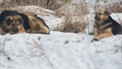 Бездомные собаки в Красноярске