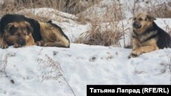 Бездомные собаки в Красноярске