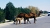 На западе Туркменистана "верблюжья" болезнь начала распространяться среди населения