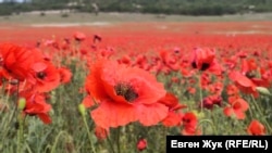 Закінчення весни на околицях Севастополя (фотогалерея)