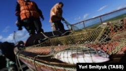 Добыча и переработка лососевых рыб на Сахалине
