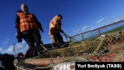 Добыча и переработка лососевых рыб на Сахалине, иллюстративное фото
