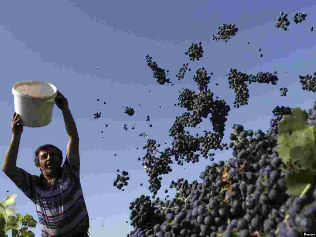 A man empties a bucket of freshly harvested grapes near the Georgian village of Kondoli on September 29. Georgia's wine exports rose a reported 25 percent on the previous year. Photo by David Mdzinarishvili for Reuters