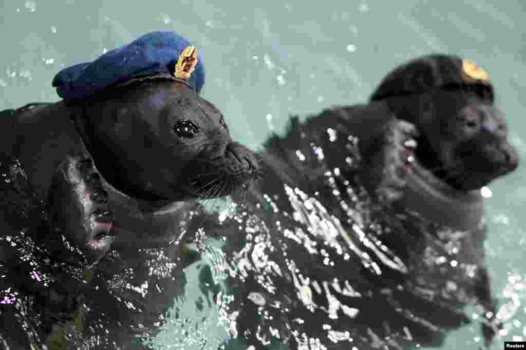 Seals dressed in military uniforms swim during a show marking the 70th anniversary of the end of World War II at an aquatic park in the Siberian city of Irkutsk. (Reuters/Evgeny Kozyrev)