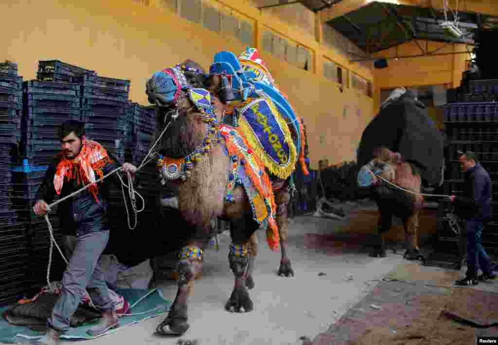 Турция - не единственная страна, где проводятся бои верблюдов: много зрителей собирают аналогичные турниры в пакистанском Лахоре. Мало кто знает, что общество, которое пропагандировало этот спорт, в XIX века существовало в ... США, но в Новом Свете азиатская традиция так и не прижилась.&nbsp;